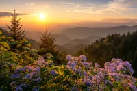pink wildflowers in front of a Smoky Mountain sunset view