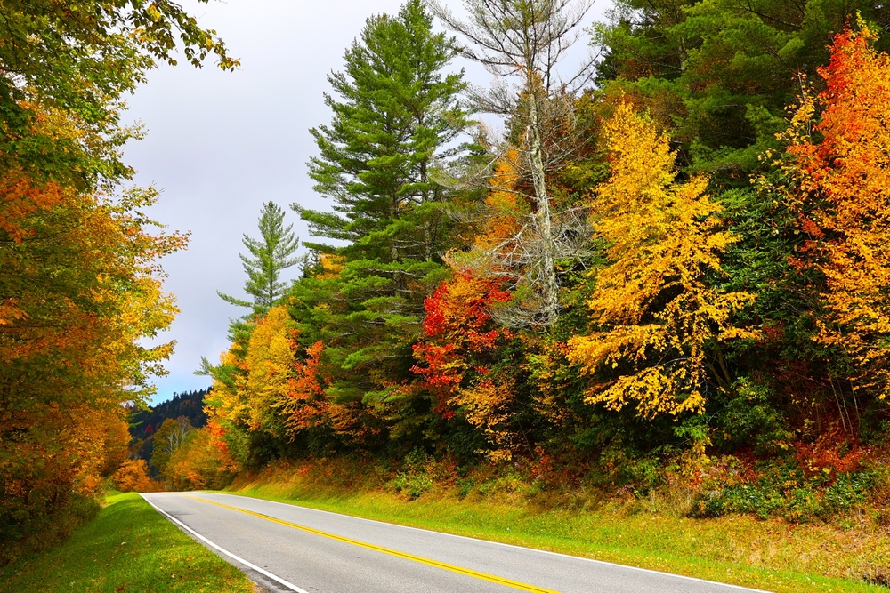 Smoky Mountain fall foliage alongside Newfoud Gap Road
